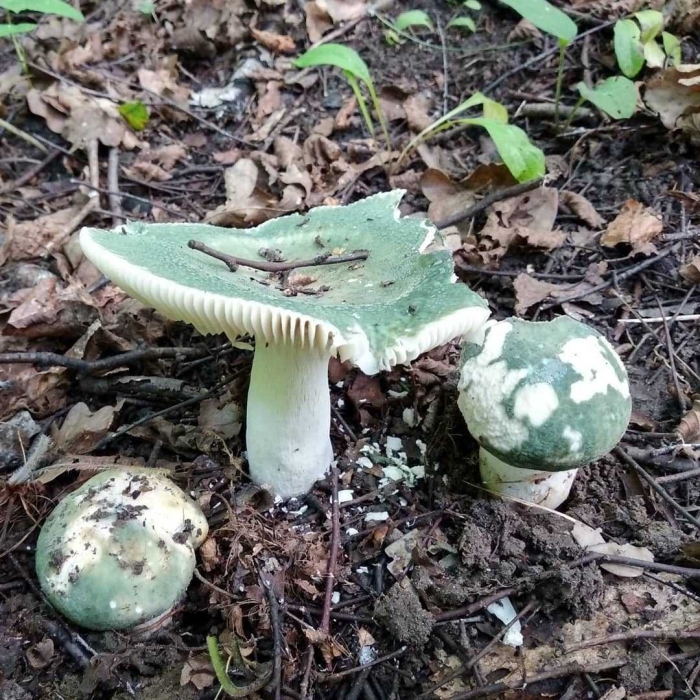 Зеленая сыроежка и бледная поганка