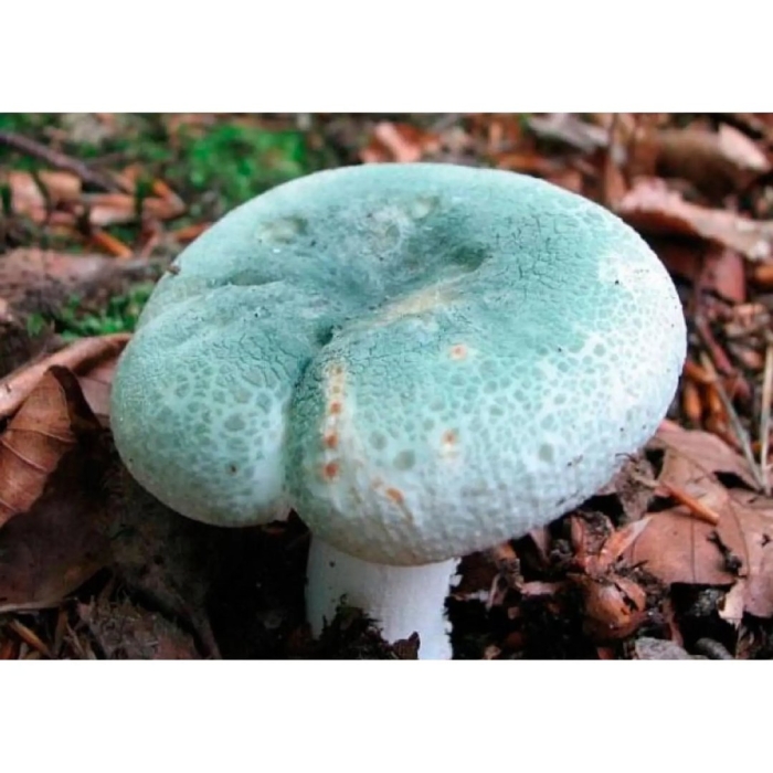 Мицелий сыроежки