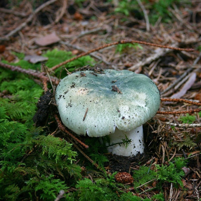 Сыроежка грибы