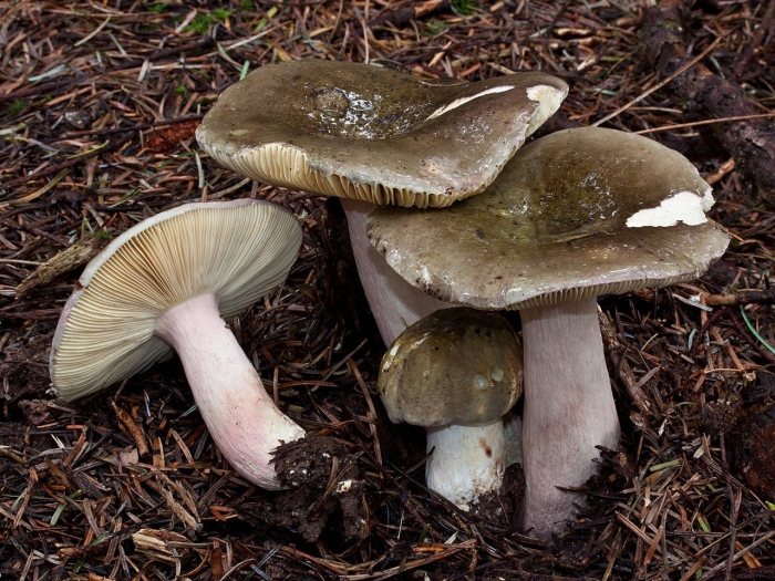 Russula olivacea