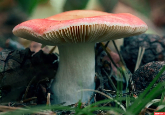 Гриб сыроежка мэйра