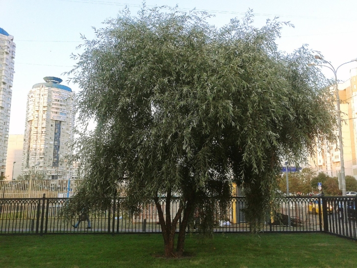 Ива белая salix alba