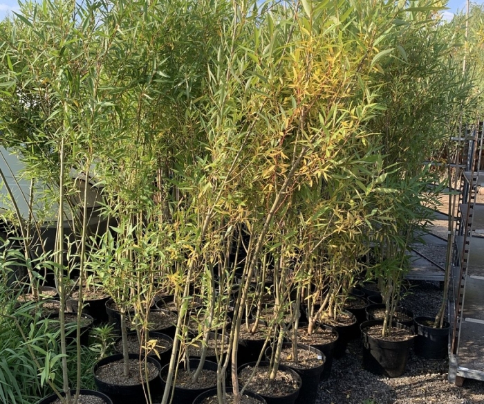 Ива шаровидная саженец