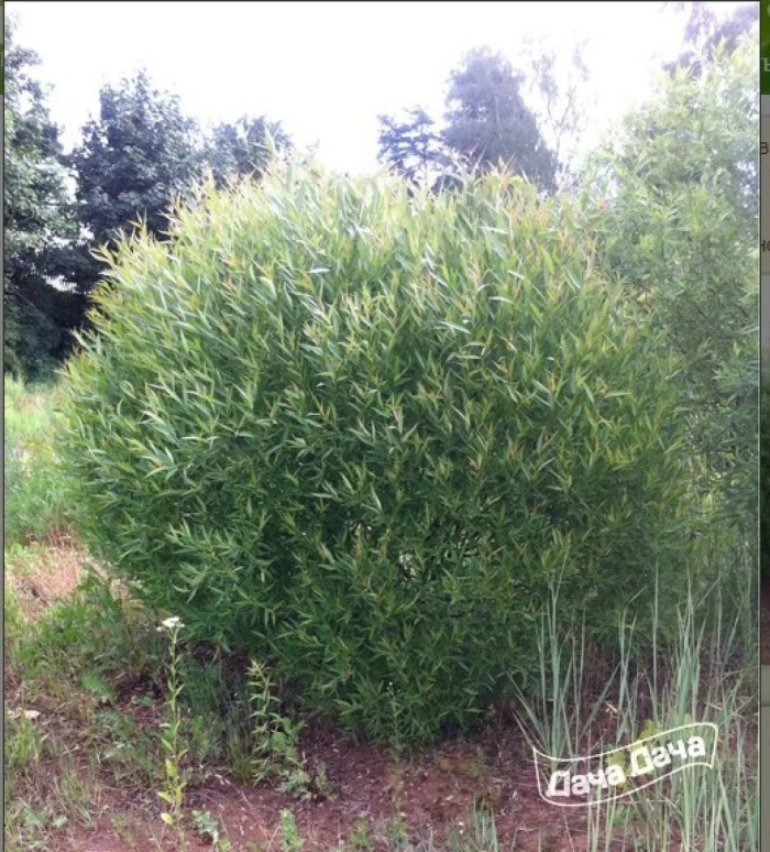 Ива ломкая шаровидная булата