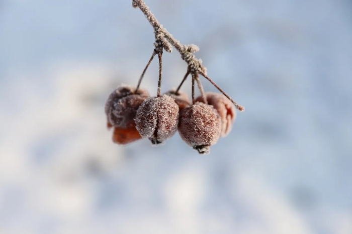 Зимняя рябина