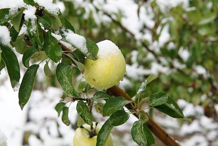 Яблоня медуница зимняя