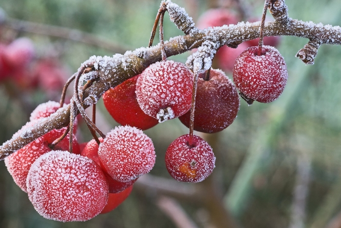 Яблоки в инее