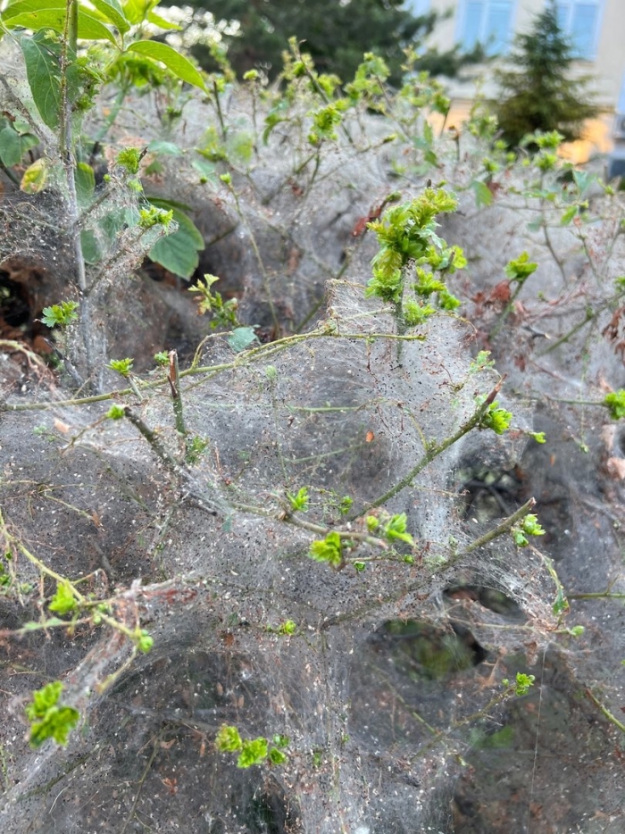 Горностаевая черемуховая моль