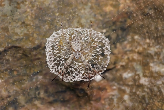 Пауки улобориды