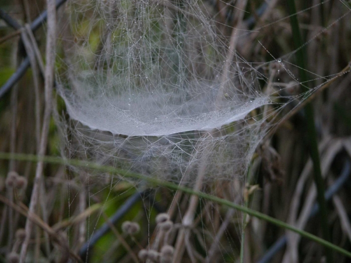 Паутина паука ледопряда