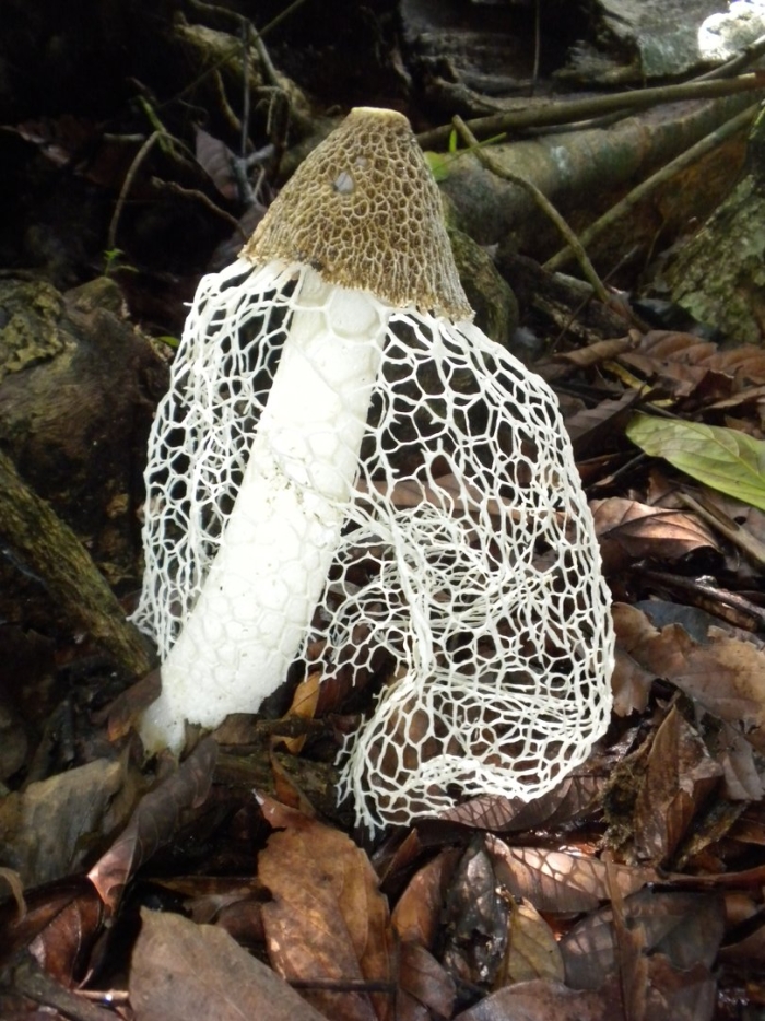 Гриб веселка сетконоска