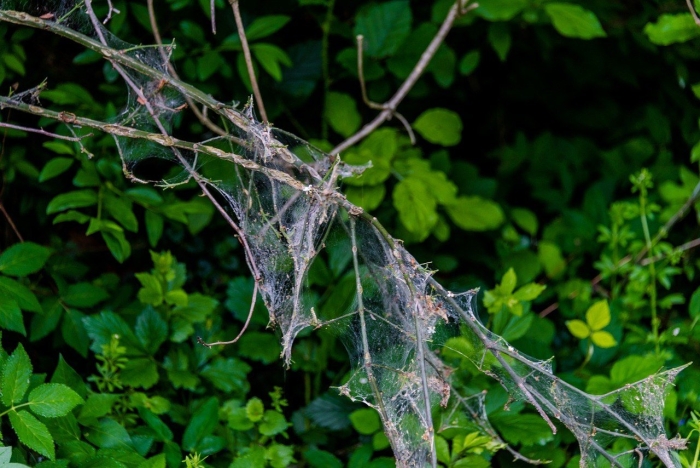 Деревья в паутине