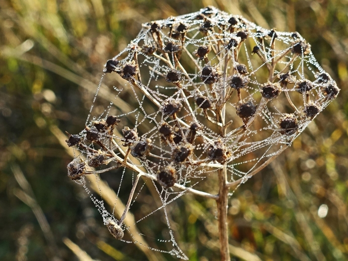 Паутина паук