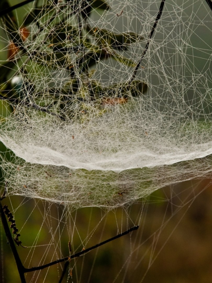 Белая паутина на деревьях