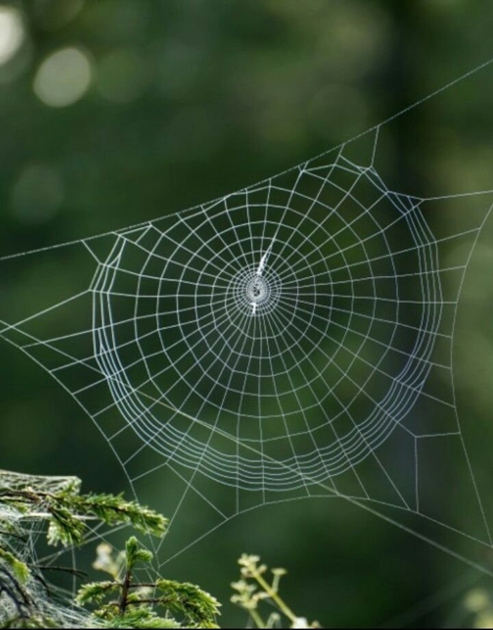 Паутина очень большая