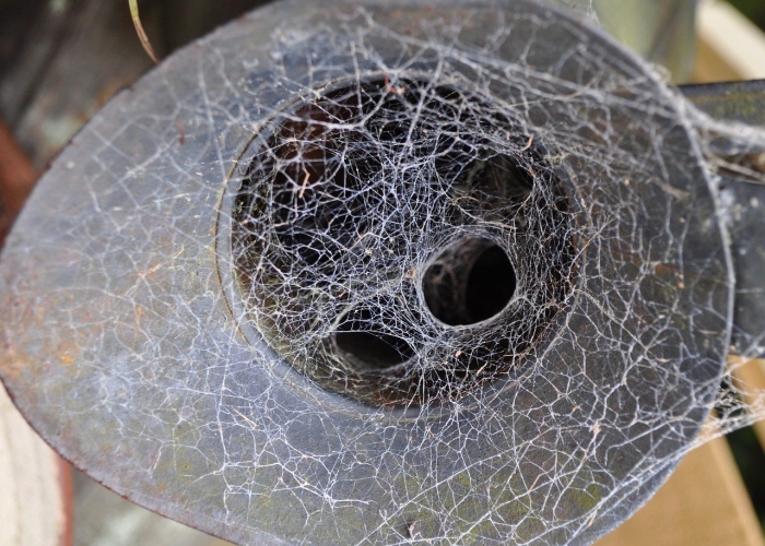 Воронковые пауки