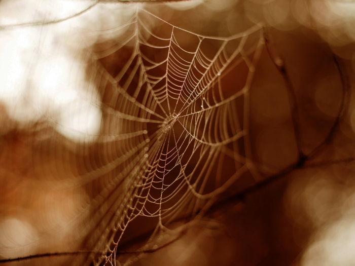 Текстура паутины