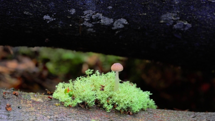 Гриб в лесу