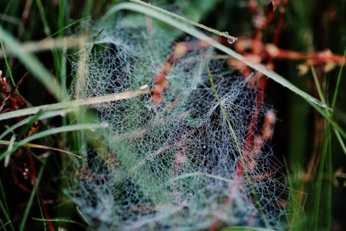 Много паутины