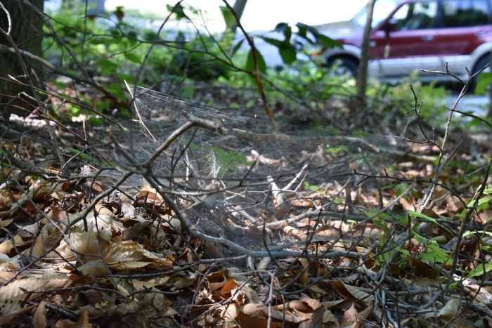 Паутина в лесу