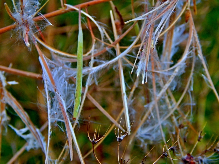 Campyloneurum angustifolium