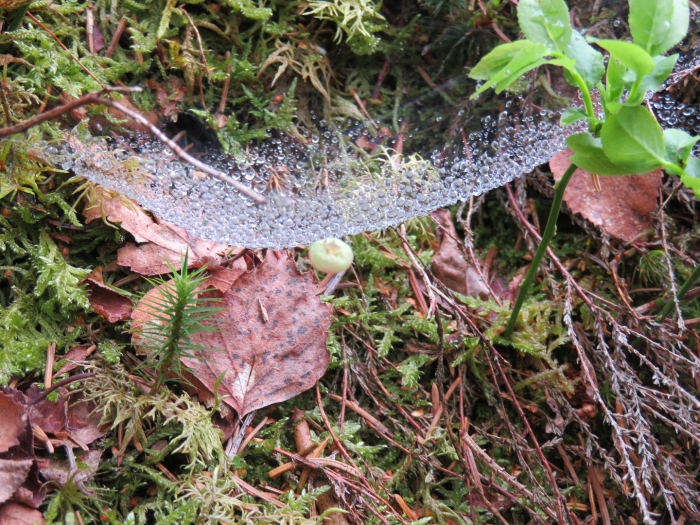 Листоватые лишайники