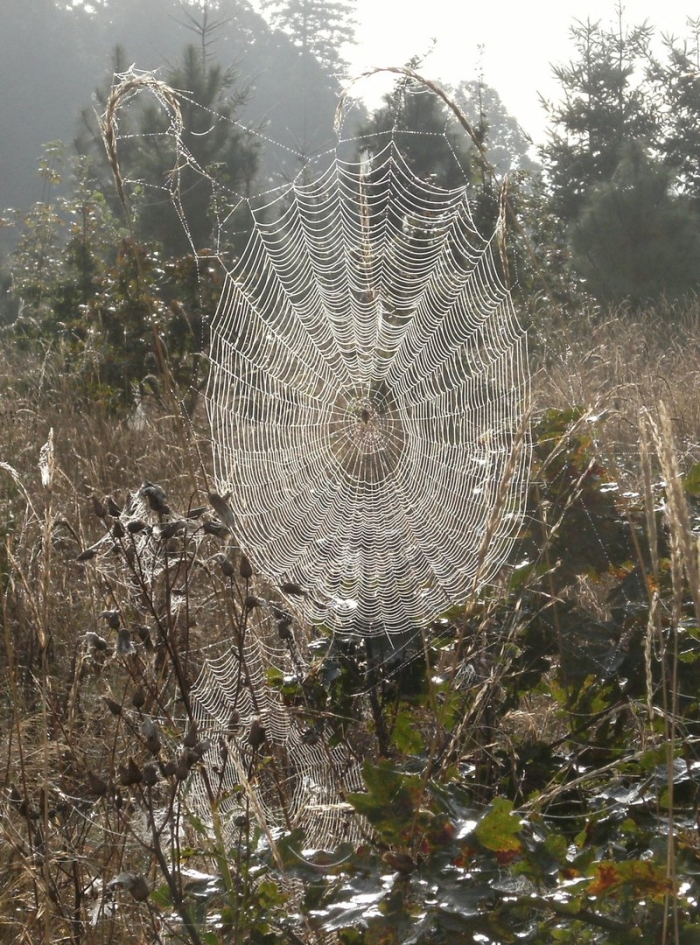 Необычная паутина