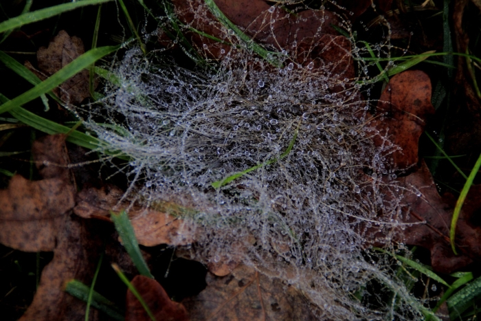 Густая паутина на траве