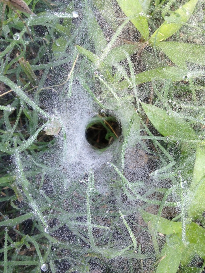 Agelena labyrinthica