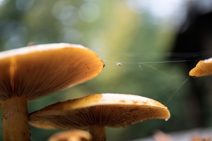 Паутина и гриб