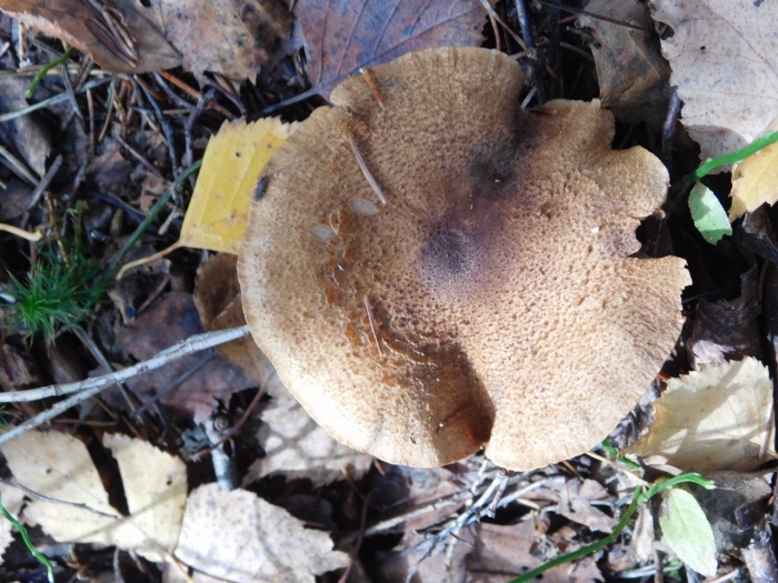 Гриб паутинник чешуйчатый