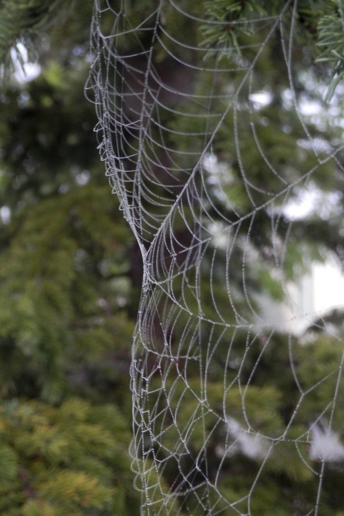 Красивая паутина