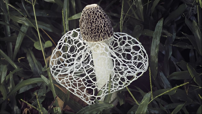 Гриб сетконоска