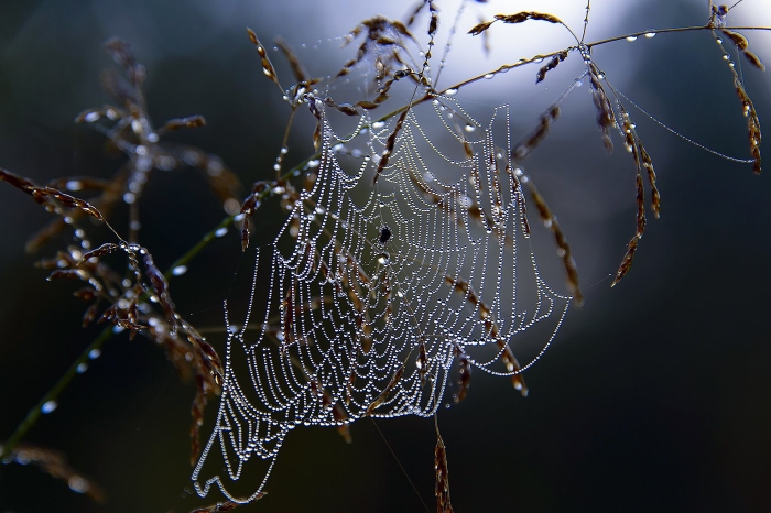 Роса на паутине