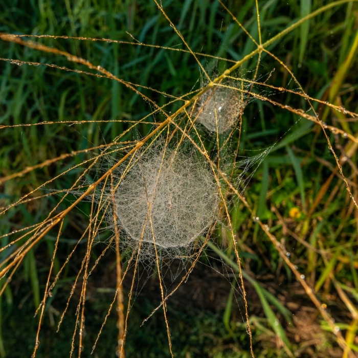 Большая паутина