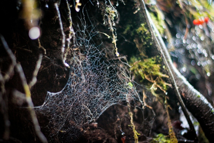 Паук оса паутина