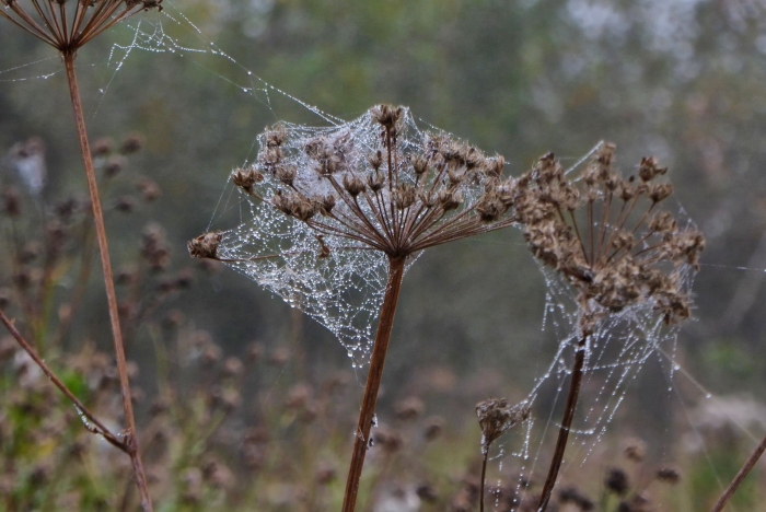 Паутинные бородавки