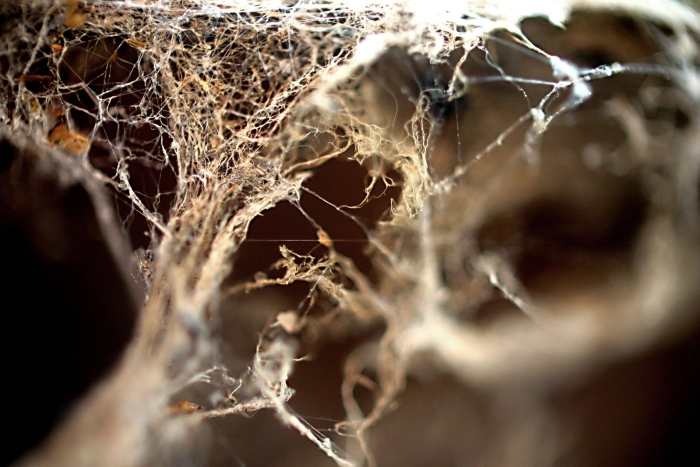 Паучья нора