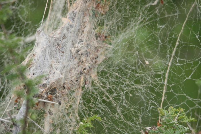 Stegodyphus dumicola