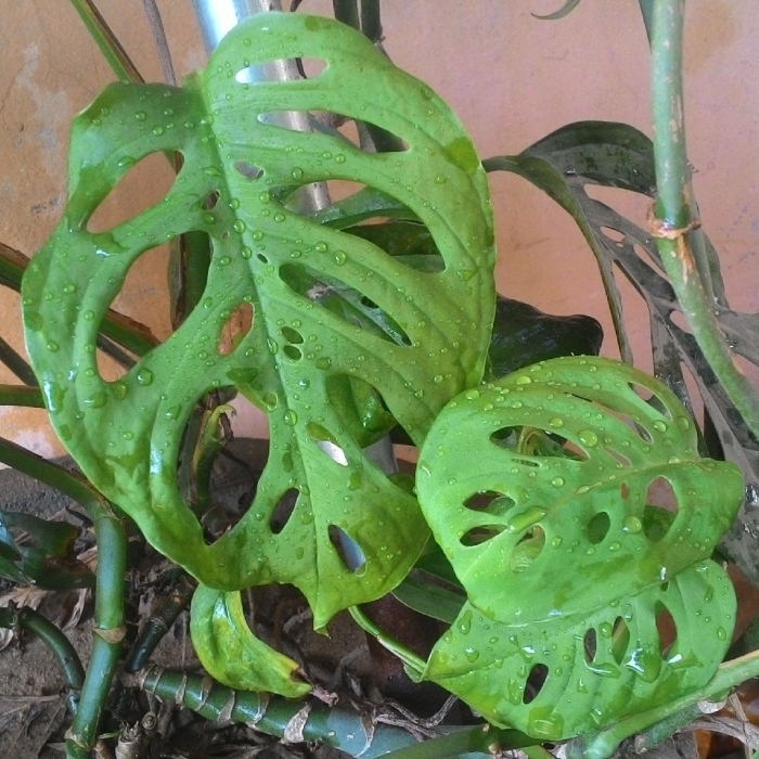 Монстера obliqua