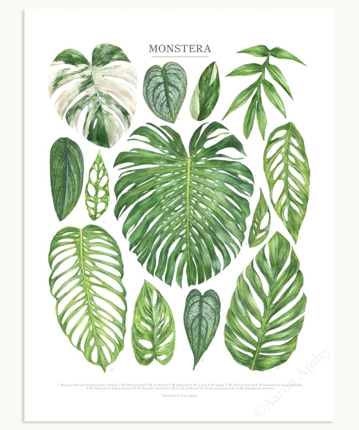 Монстера пиннатипартита