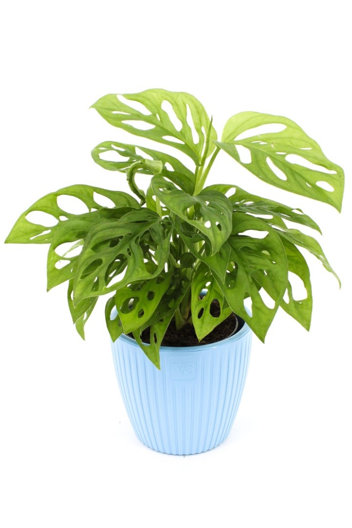 Монстера обликва манки маск