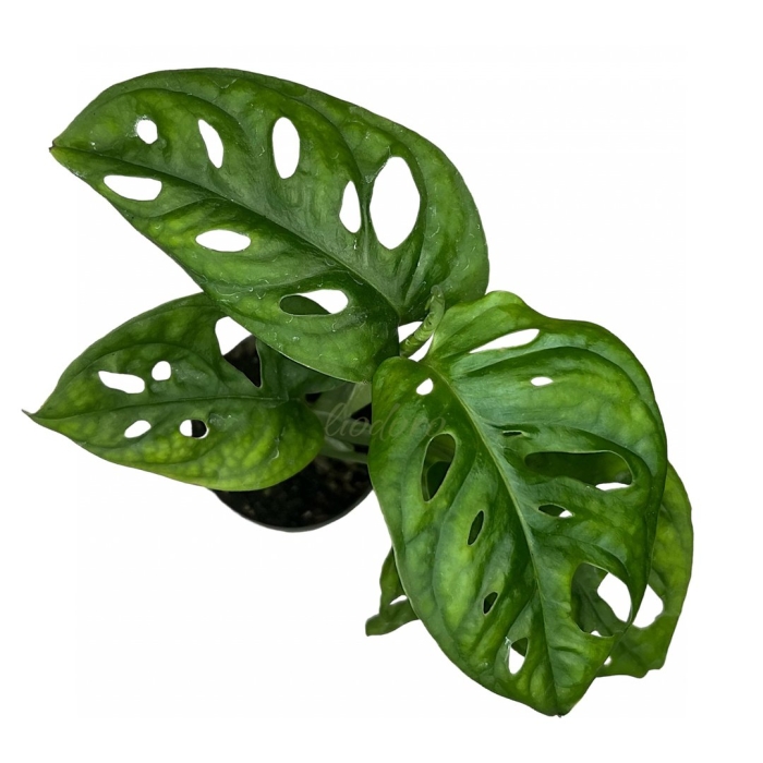 Монстера обликва манки