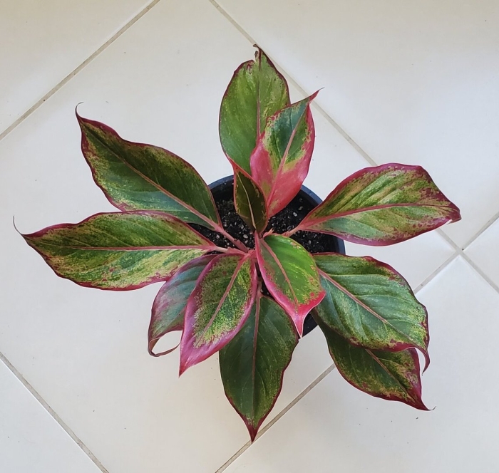 Аглаонема crete