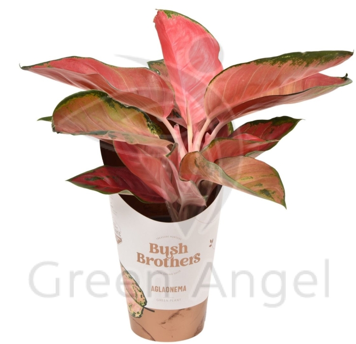 Аглаонема red star