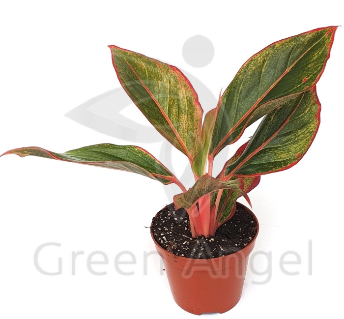 Аглаонема крит