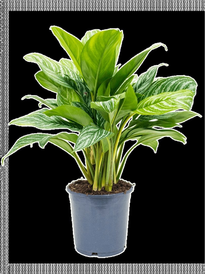 Аглаонема страйпс