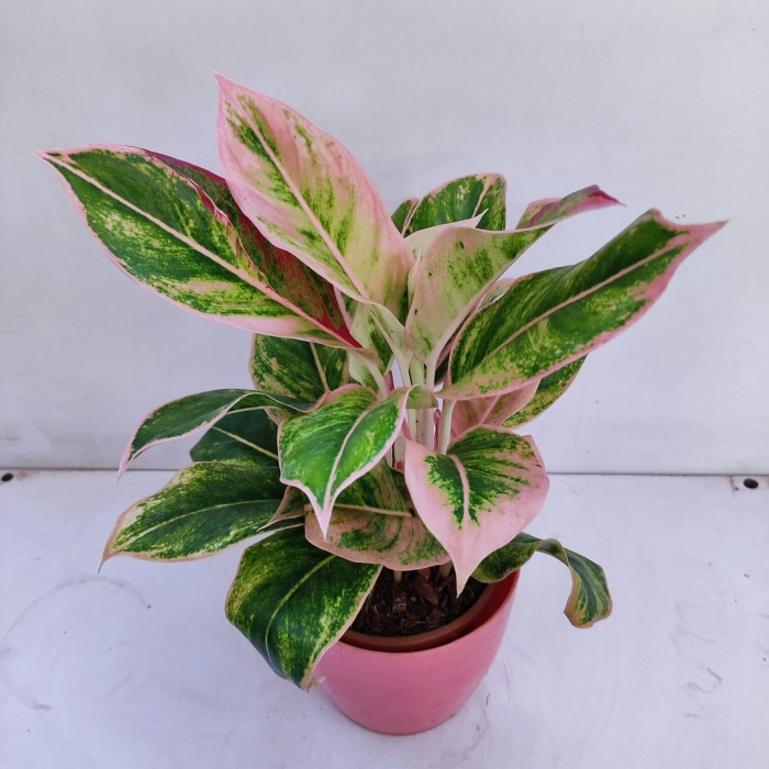 Аглаонема пинк аврора