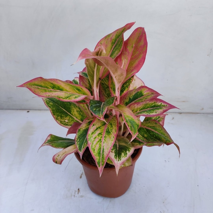 Аглаонема липстик грин