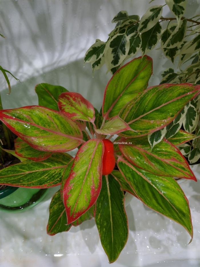 Аглаонема эвергрин